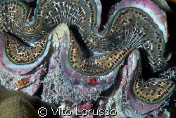 Tridacnes - Tridacna gigas by Vito Lorusso 